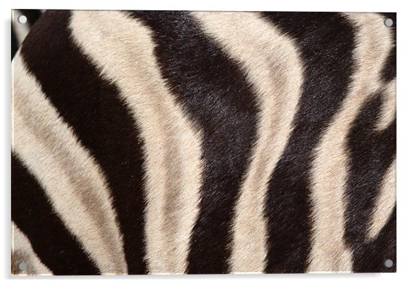 Abstract picture on a zebra Acrylic by Jose Manuel Espigares Garc