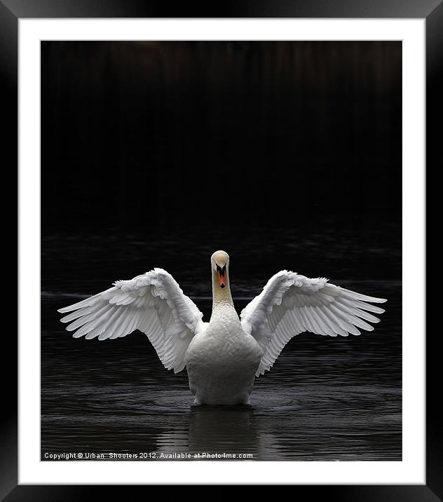 Mute Swan stretching it's wings Framed Mounted Print by Urban Shooters PistolasUrbanas!