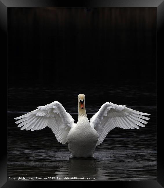 Mute Swan stretching it's wings Framed Print by Urban Shooters PistolasUrbanas!