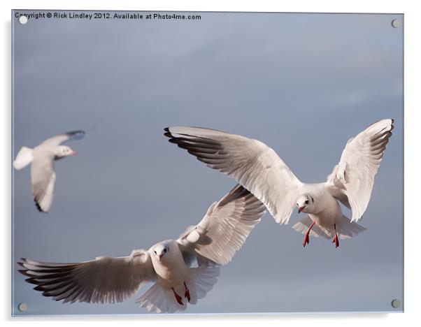 Black Headed gulls Acrylic by Rick Lindley