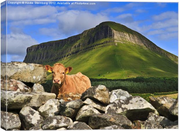 Cow and Ben Bulben Canvas Print by Hauke Steinberg