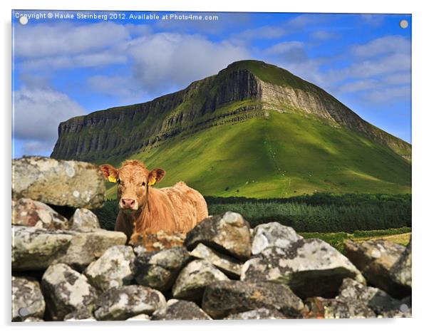 Cow and Ben Bulben Acrylic by Hauke Steinberg