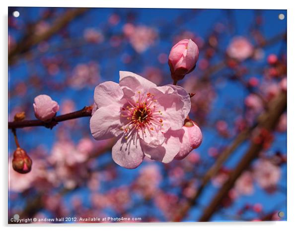 Pink Blossom Against Blue Sky Acrylic by andrew hall