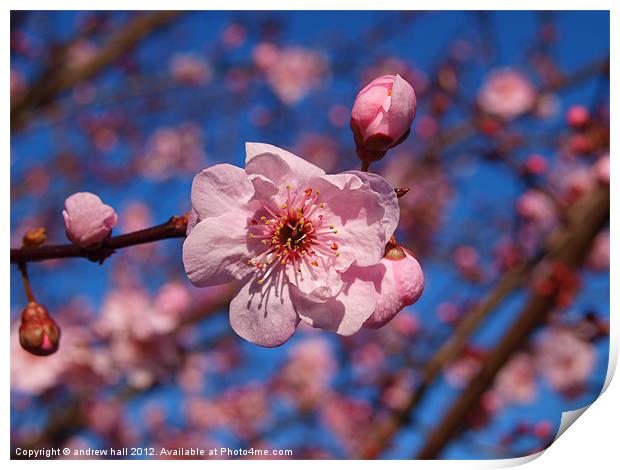 Pink Blossom Against Blue Sky Print by andrew hall