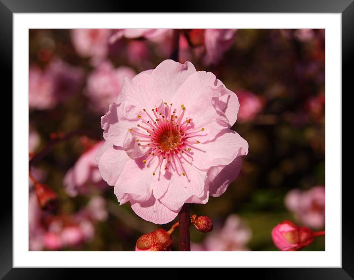 Pink Blossom Framed Mounted Print by andrew hall
