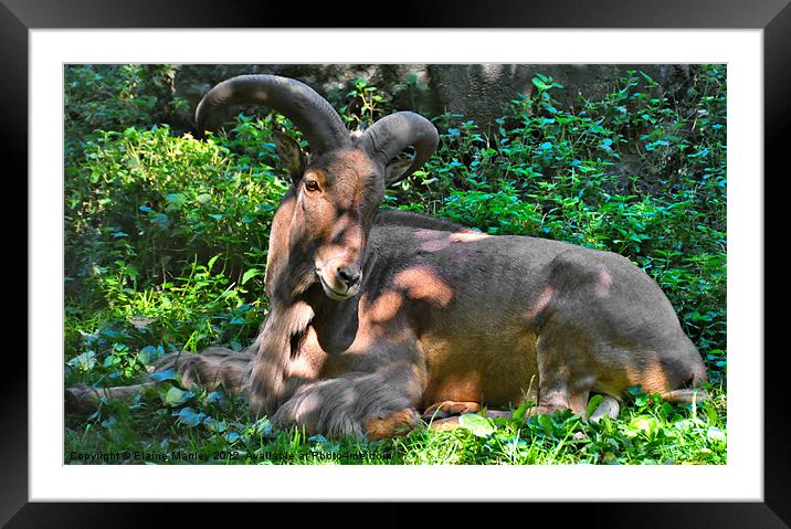  Animal  .. Day Dreaming Barbary Sheep Framed Mounted Print by Elaine Manley