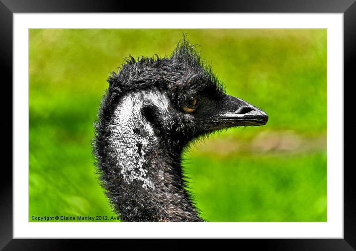 Fiesty Emu Framed Mounted Print by Elaine Manley