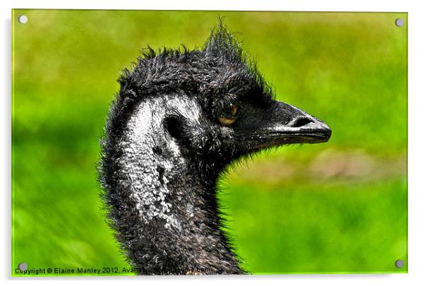 Fiesty Emu Acrylic by Elaine Manley
