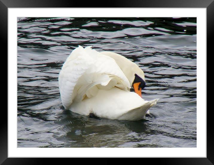 SWAN Framed Mounted Print by Charlotte McKay