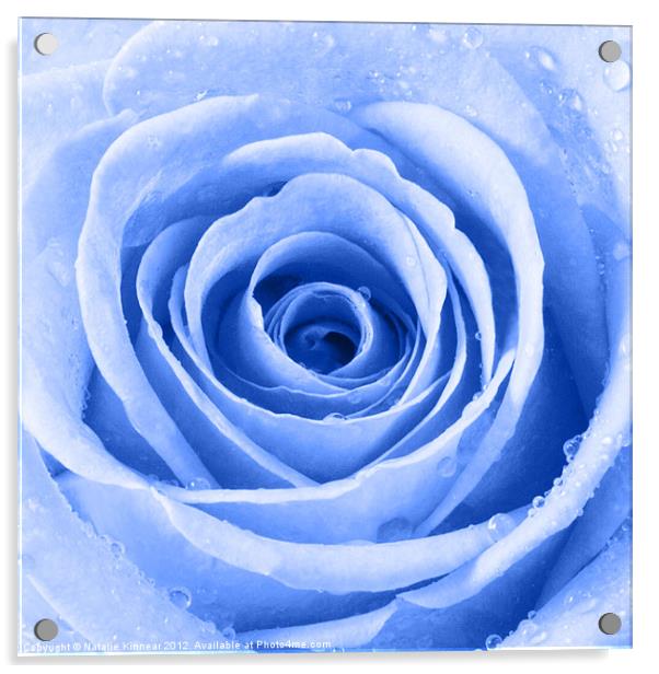 Blue Rose with Water Droplets Acrylic by Natalie Kinnear