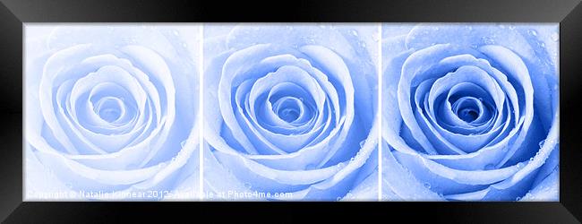 Blue Rose with Water Droplets Triptych Framed Print by Natalie Kinnear