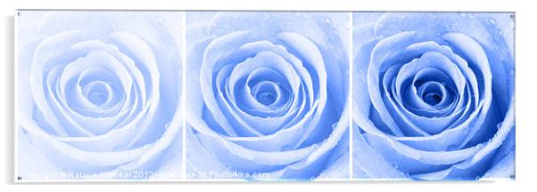 Blue Rose with Water Droplets Triptych Acrylic by Natalie Kinnear