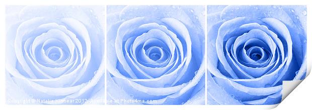 Blue Rose with Water Droplets Triptych Print by Natalie Kinnear