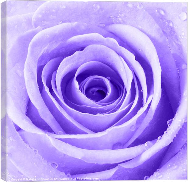Purple Rose with Water Droplets Canvas Print by Natalie Kinnear