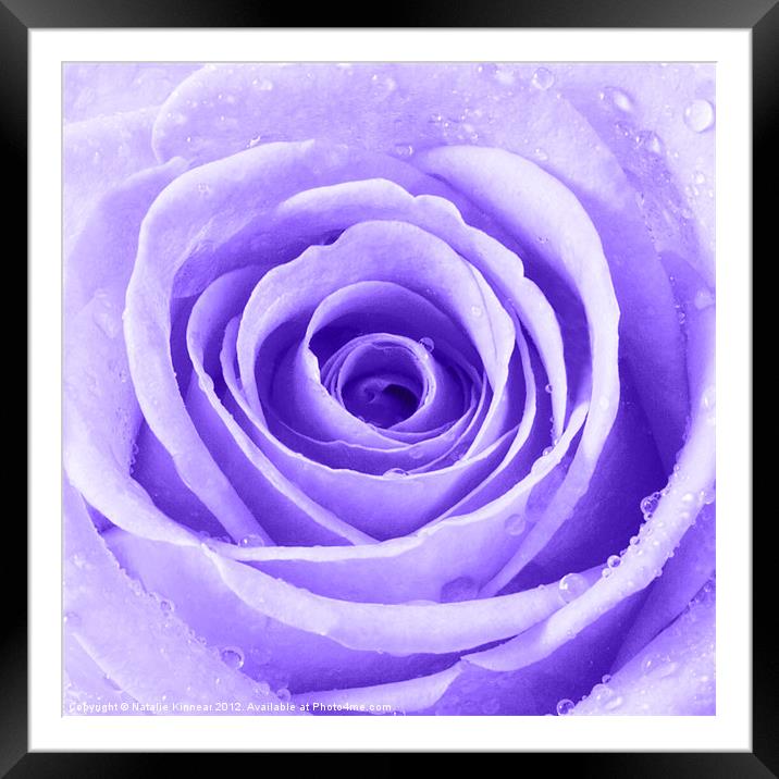 Purple Rose with Water Droplets Framed Mounted Print by Natalie Kinnear