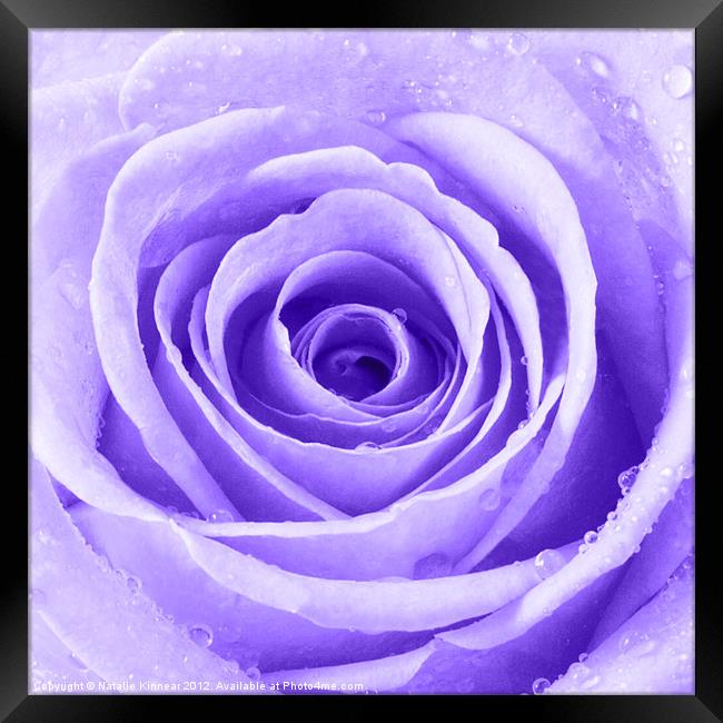 Purple Rose with Water Droplets Framed Print by Natalie Kinnear
