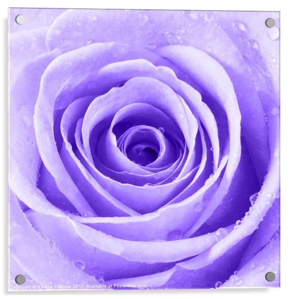 Purple Rose with Water Droplets Acrylic by Natalie Kinnear