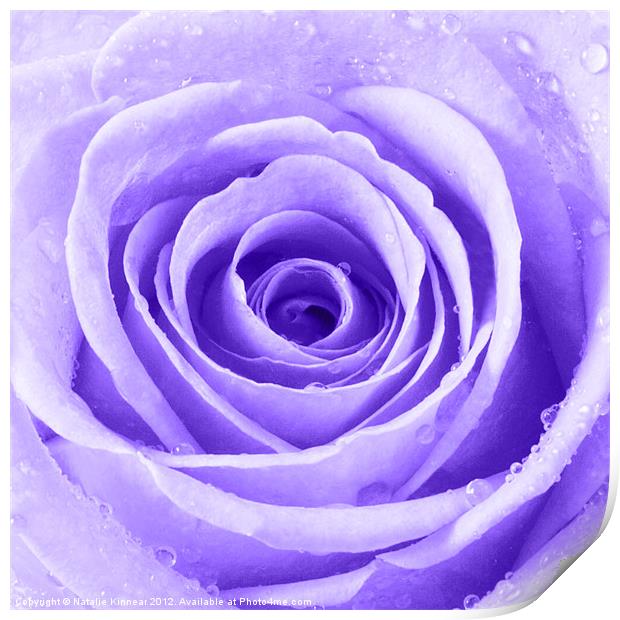 Purple Rose with Water Droplets Print by Natalie Kinnear