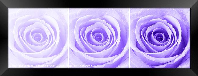 Purple Rose with Water Droplets Triptych Framed Print by Natalie Kinnear