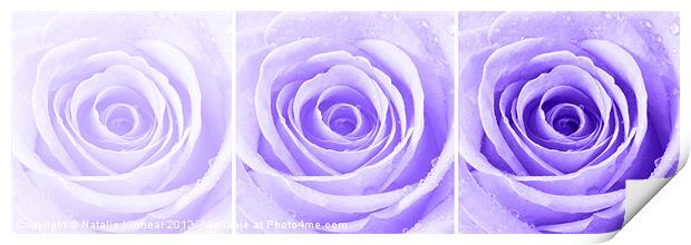 Purple Rose with Water Droplets Triptych Print by Natalie Kinnear