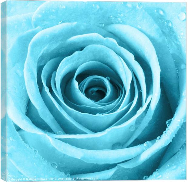 Turquoise Rose with Water Droplets Canvas Print by Natalie Kinnear