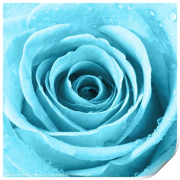 Turquoise Rose with Water Droplets Print by Natalie Kinnear