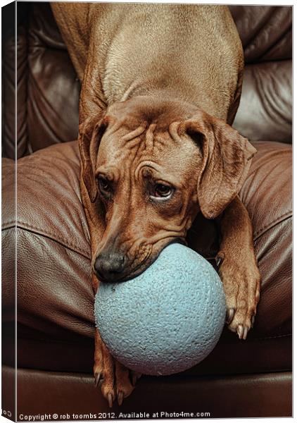 IT'S MY BALL Canvas Print by Rob Toombs