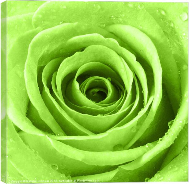 Lime Green Rose with Water Droplets Canvas Print by Natalie Kinnear