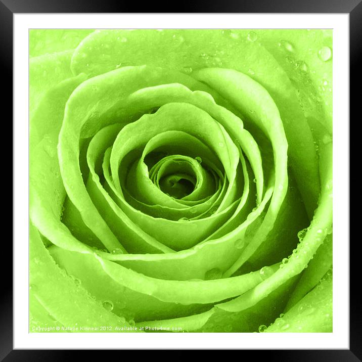 Lime Green Rose with Water Droplets Framed Mounted Print by Natalie Kinnear