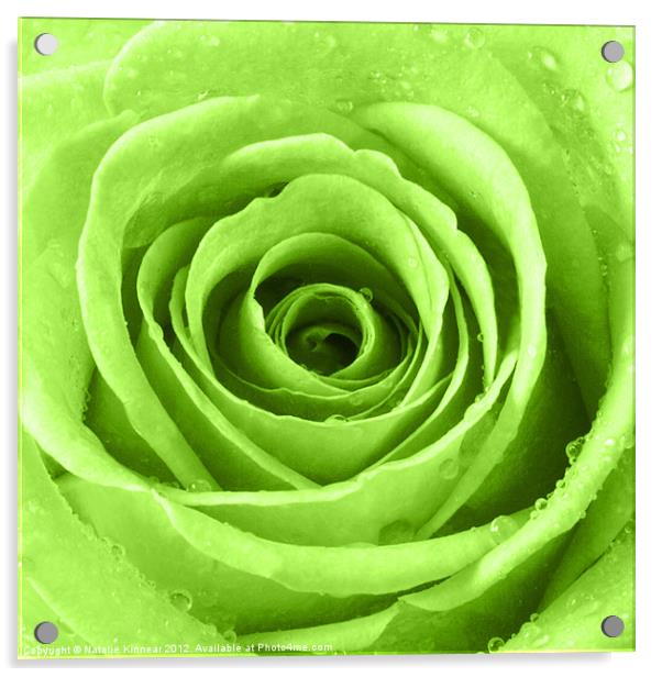 Lime Green Rose with Water Droplets Acrylic by Natalie Kinnear