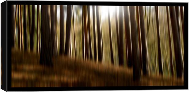 forest dreams Canvas Print by Heather Newton