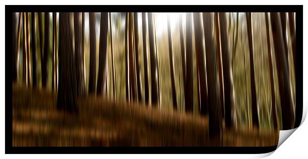 forest dreams Print by Heather Newton