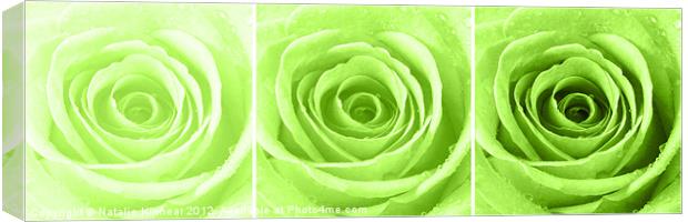 Lime Green Rose with Water Droplets Triptych Canvas Print by Natalie Kinnear