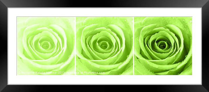 Lime Green Rose with Water Droplets Triptych Framed Mounted Print by Natalie Kinnear