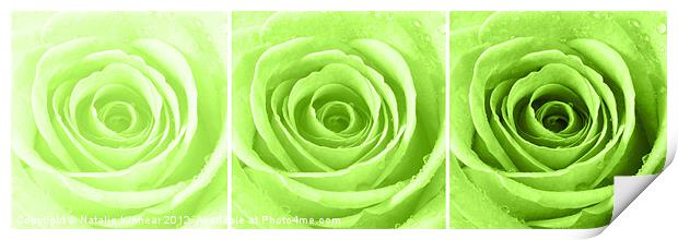 Lime Green Rose with Water Droplets Triptych Print by Natalie Kinnear