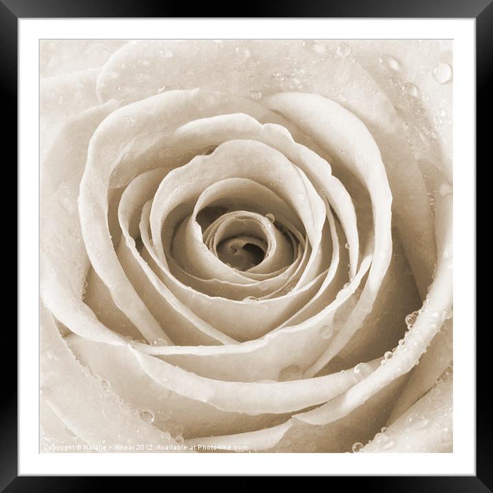 Sepia Rose with Water Droplets Framed Mounted Print by Natalie Kinnear