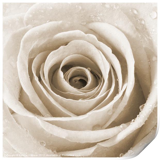 Sepia Rose with Water Droplets Print by Natalie Kinnear