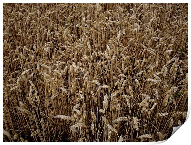 Wheat field Print by nick pautrat