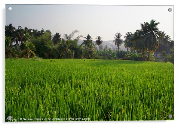 Rice Paddy Field Hampi, Karnataka, India Acrylic by Serena Bowles