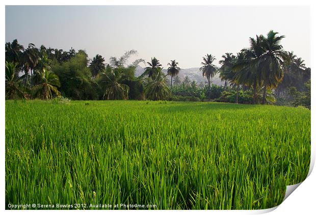 Rice Paddy Field Hampi, Karnataka, India Print by Serena Bowles