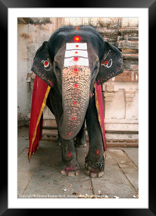 Laxmi the Elephant in Hampi Temple Framed Mounted Print by Serena Bowles