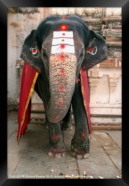 Laxmi the Elephant in Hampi Temple Framed Print by Serena Bowles