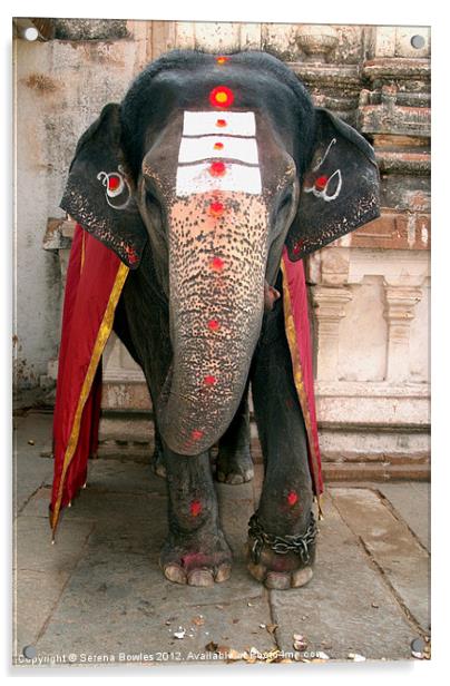 Laxmi the Elephant in Hampi Temple Acrylic by Serena Bowles