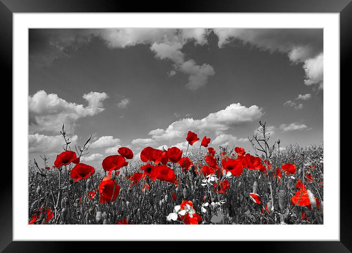 Wild Poppy Field Selective Colour Framed Mounted Print by Paul Macro