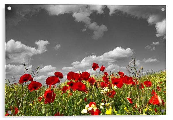 Wild Poppy Field Selective Colour 2 Acrylic by Paul Macro