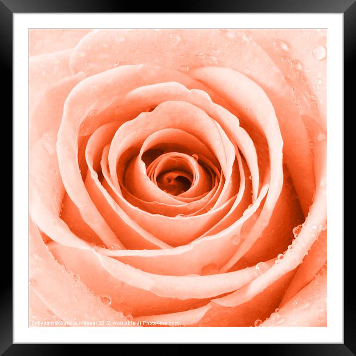 Orange Rose with Water Droplets Framed Mounted Print by Natalie Kinnear