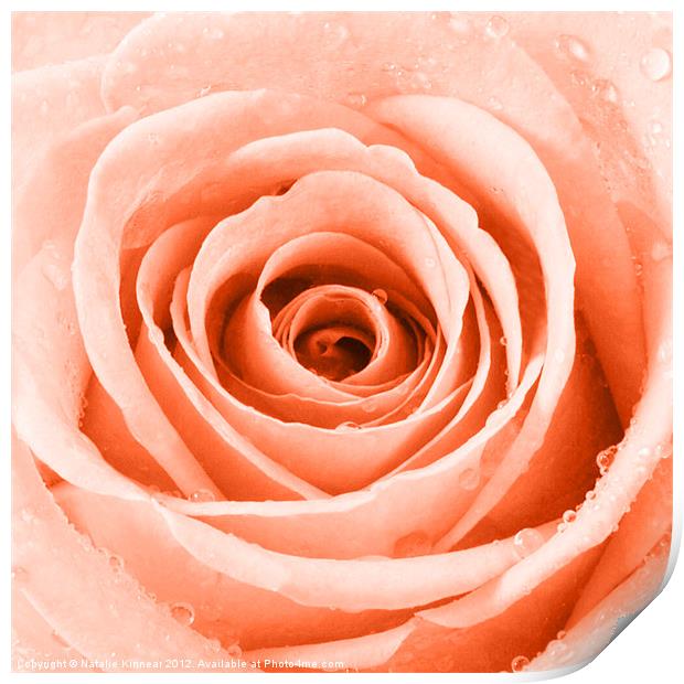 Orange Rose with Water Droplets Print by Natalie Kinnear