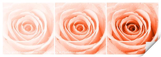 Orange Rose with Water Droplets Triptych Print by Natalie Kinnear