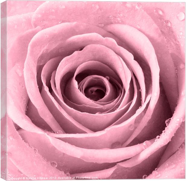 Plum Rose with Water Droplets Canvas Print by Natalie Kinnear