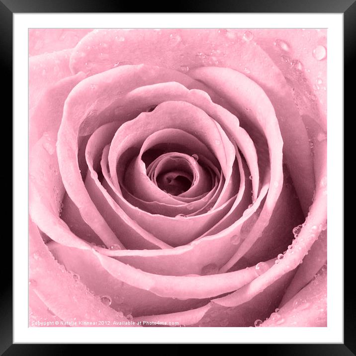 Plum Rose with Water Droplets Framed Mounted Print by Natalie Kinnear